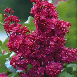Сирень обыкновенная 'Красная Москва' / Syringa vulgaris 'Krasnaja Moskva'